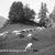 Pascoli di Pratolungo - Gregge di pecore - 1950